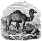 A camel with only one hump.