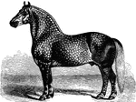 A strong horse with white spots in its coat.
