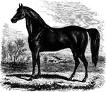 Floria Temple was a famous race horse.