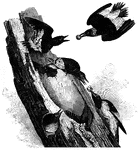 The most common type of woodpeckers found in the United States, the red-headed woodpecker feeds on various fruits, as well as insects that inhabit the trees it frequents.