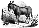 The tame donkey used as a beast of burden.