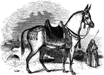 "The mule is in fact an exceedingly hardy, strong, and useful animals. In all mountain countries, for its sureness of foot, its instinctive caution in choosing the path, and its skillful management in descending a perilous and steep track." — S. G. Goodrich, 1885