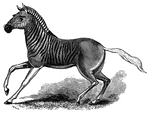"Its general color is brown, the head, neck, and withers striped or zebraed wth blackish-brown; the lower part of the body, the legs and tail, white." &mdash; S. G. Goodrich, 1885