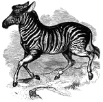 "Is of a pale brown color; the underside of the body being whitish; head, body, and upper part of the legs black streaked; tail, inside and lower part of the legs white. This species is a tenant of the plains, and it found occuring in every district noth of the Orange River, as far as travelers have penetrated." &mdash; S. G. Goodrich, 1885