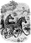 "The ground color is white, or yellowish white, but the head, body, and legs to the hoofs are regularly striped, mostly crosswise, with a deep brown-black bands, lighter in the middle. " &mdash; S. G. Goodrich, 1885