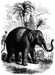 "This elephant differs from the African species, not only in size and in the characters of the teeth and skull, but also in the comparative smallness of the ears, the paler brown color of the skin, and in having four nails on the hind feet instead of three" &mdash; S. G. Goodrich, 1885