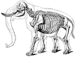 Skeleton of an elephant.