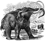 A mammoth with giant tusks.
