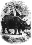 "The head and neck are rather short; the eye is small and lateral, and the snimal cannot see in front, more particularly when the horn is full grown, as it stands in the way of vision. The body is about nine feet long and give feet high; in its structure it is perculiarly massive, heavy, and hog-like, and often weighing six thousand pounds." &mdash; S. G. Goodrich, 1885