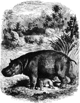 "Of this the muzzle is exceedingly thick and blunt, the head is very large, but the greater part of its bulk is made up of the facial bones, which are of enormous size when compared to the cranium. The legs are short and stount, and the feet have four toes, each terminated by a hoof. The eyes and ears are small." &mdash; S. G. Goodrich, 1885