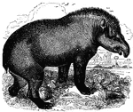 "It is a large animal, measuring six feet in length, and is of a uniform brown color. It inhabits the forests, always in the neighborhood of water, in which is delights to bathe, frwquently rolling in the mud like a pig." &mdash; S. G. Goodrich, 1885