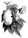 "Cotton Plant, which was regularly exported in small quantities from the South."&mdash;E. Benjamin Andrews, 1895
