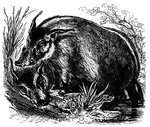 "It is of the size of a common hog; has long, narrow, straight ears, with a pencil of hair at the tips. It is of a lively cinnamon-red, with white patches above the and below the eyes, and with longitudinal bands of white on the back. The face is partly black, and the tail is long, reaching below the knee." &mdash; S. G. Goodrich, 1885