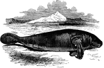 "It is of a gray-black color, nine or ten feet long, and has vestiges of nails on the edges of the flippers, which are used dexterously in creeping and carrying the young." &mdash; S. G. Goodrich, 1885