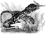 "Is eighteen inches long, with a tail nearly as long as the body; its fur is chestnut-color, spotted with white. it feeds on small quadrupeds, and, when impelled by hunger, occasionally snaps up birds among the marshes." &mdash; S. G. Goodrich, 1885