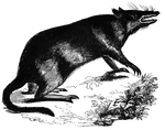 "Having a long head, with the upper part of the snout much prolonged: the tail is long and tapering; the fur gray-brown above and white beneath; the body eighteen inches long." &mdash; S. G. Goodrich, 1885