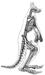 A giant kangaroo skeleton.