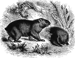 "A short-legged, thickset animal, the body two feet long, the tail half an inch long. It lives in burrows and feeds on vegetables. It is covered with coarse hair of a sandy brown color; its eyes are small and lively. Its pace is shuffling and hobbling, like that of a bear. it has little intelligence, but its disposition is mild." &mdash; S. G. Goodrich, 1885