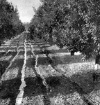 "An irrigated orange grove at Riverside, California."—E. Benjamin Andrews 1895