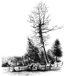 Jane McCrea Tree, Fort Edward.