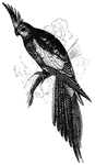A species of ground parakeet, found in Australia.