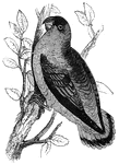 A love-bird (one of the genus <em>psittacula</em>), noted for its short, square tail.
