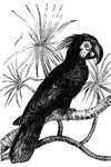 Noted for its enormous bill, the black cockatoo is native to New Guinea.