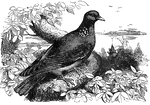 The ring-dove, of the order <em>Columb&aelig;</em>, is one of Europe's largest wild pigeons.