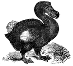 The dodo, once a native of Mauritius. It was hunted to extinction by European sailors.