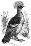 A goura crowned pigeon, which prefers to spend most of its time on the ground.