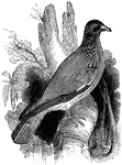 The stock dove, which prefers a mountainous habitat.