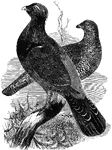 Also known as the wood-grouse, the capercaille averages about three feet in length and feeds on berries and tender leaves.