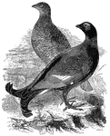 The black grouse (also known as the black cock) is common throughout Europe.