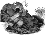 Known as the <em>partridge</em> in the Eastern States and as the <em>pheasant</em> in the South, the ruffled grouse is found throughout the United States, where it prefers to make its home at higher elevations.