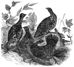 Also known as the spotted or spruce grouse, the Canada grouse is found in the northerly latitudes of the North American contitent.
