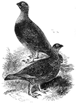 Native only to the British Isles and the Orkneys, the red grouse is often bred in confinement to be used as poultry.
