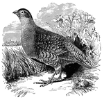 The common partridge of Europe, or gray partridge, is found throughout Europe, Asia, and Africa. Its diet consists of grains, seeds, tender herbage, and insects.