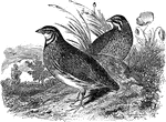 A pair of European quails, which migrate between Europe and Africa annually.