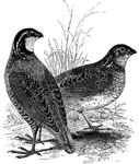 A pair of American quails, esteemed as a game bird.