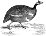 The Guinea-fowl (or pintado) was originally native to Africa, but was introduced to American poultry-yards.