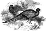 A pair of ring-necked pheasants, native to China.