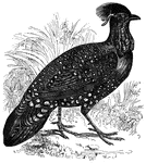 Also known as Hastings' tragopan, the horned pheasant is native to the northern reaches of the Himalayas.