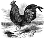 Measuring twenty-six inches in height, the kulm cock is believed to have been brought from Java or Sumatra.