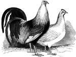 Instinctive fighters, this breed was often used for cock-fighting.