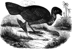 The mound-bird, also known as a brush-turkey, a species native to Australia.
