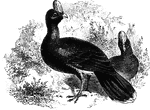 Native to Mexico, the galeated curassow has a hard crest on its head.