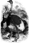 A large, flightless bird, the ostrich measures six to eight feet tall, and is native to the sandy desert regions of tropical Africa.
