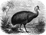The cassowary is a large, flightless bird native to Australia and New Guinea. Its head and neeck have no feathers, revealing red and blue skin.