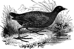 Also known as the waterhen, the moorhen lives around rivers and lakes, feeding on worms, insects, mollusca, and seeds.
