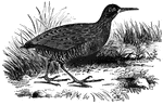 The common European water-rail is native to warmer parts of Europe, as well as portions of Asia.